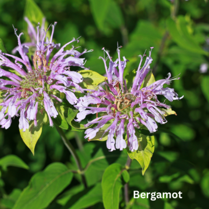 Bergamot