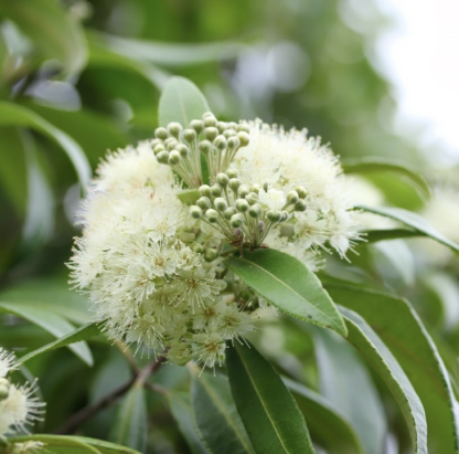 Lemon Myrtle Essential Oil