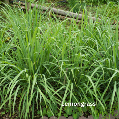 Lemongrass